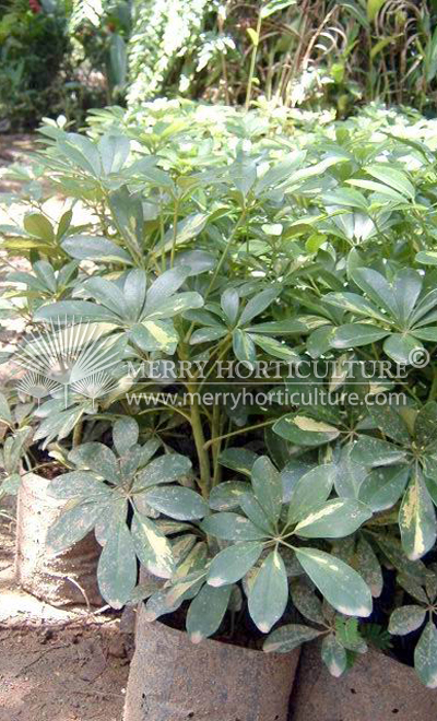 Schefflera arbaricola Variegated 2